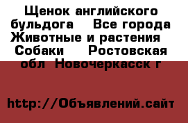 Щенок английского бульдога  - Все города Животные и растения » Собаки   . Ростовская обл.,Новочеркасск г.